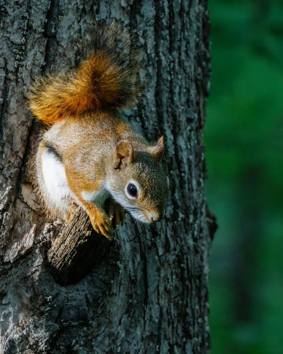 a squirrel has fallen asleep on a tree nch