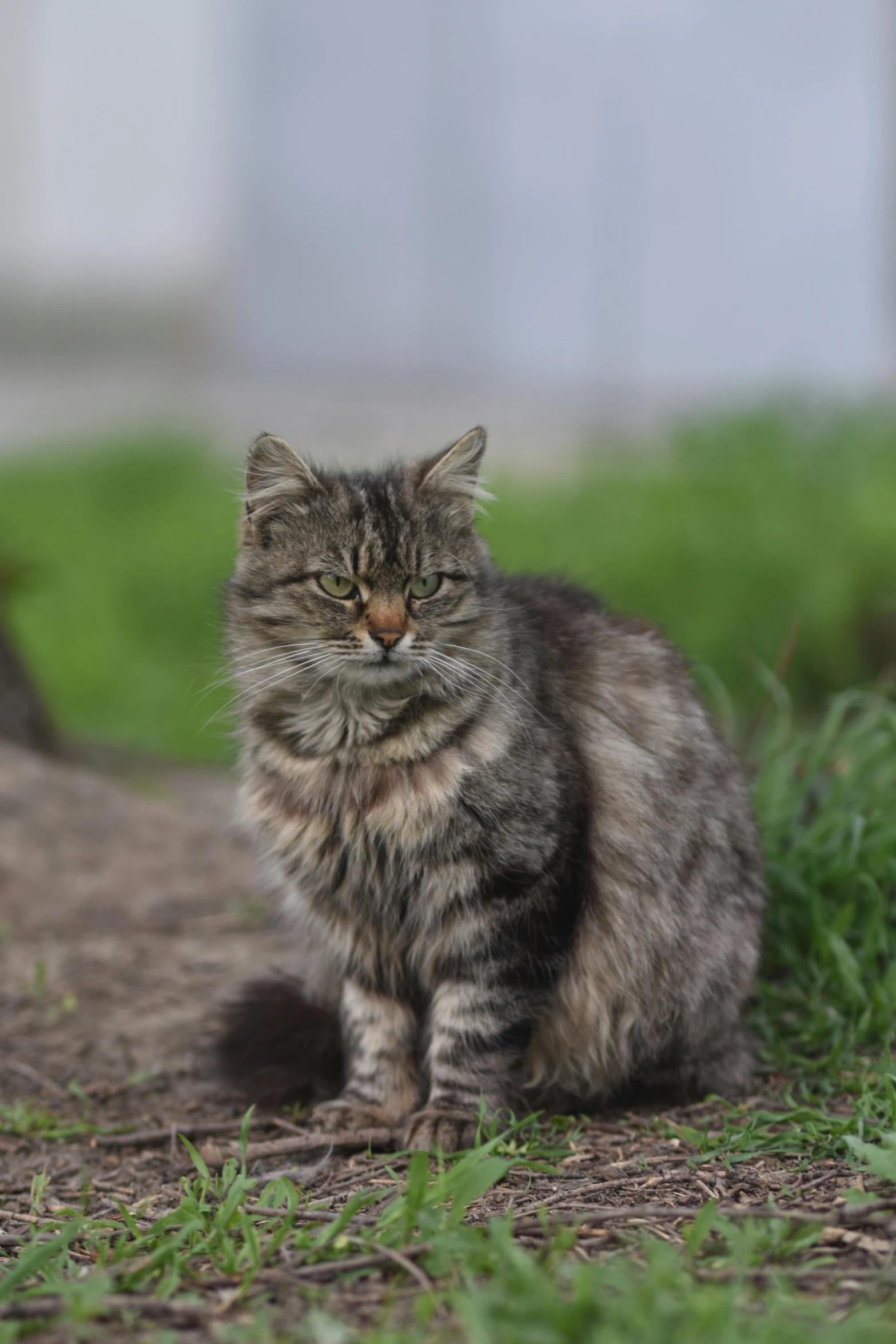 a cat sitting on the ground looking straight ahead