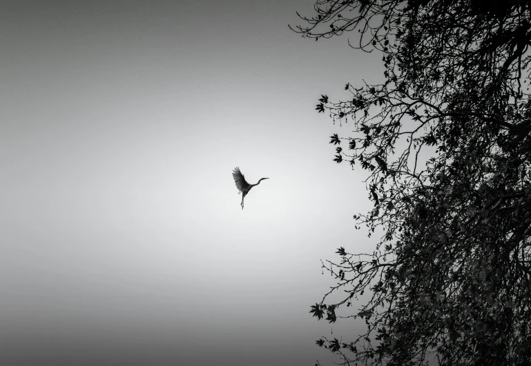 a bird flying high in the foggy sky