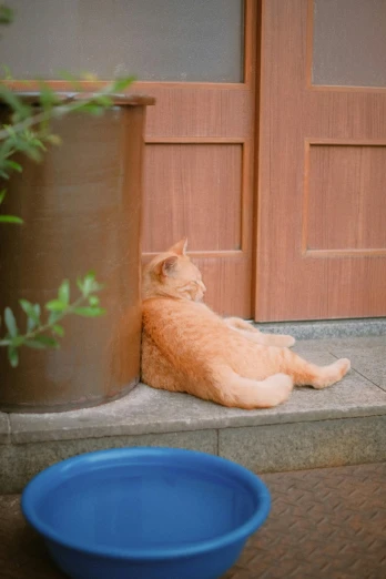 an orange tabby cat stretching its back in front of a door