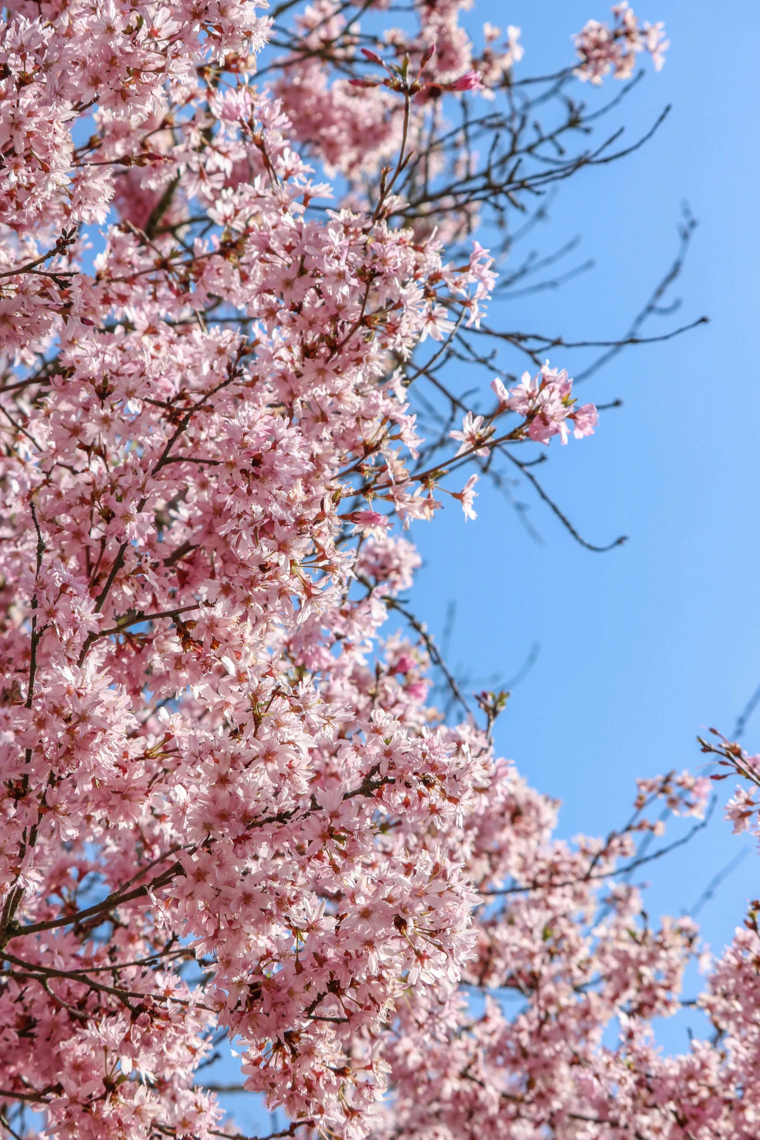 this tree is in full bloom and its pink blossoms are blooming