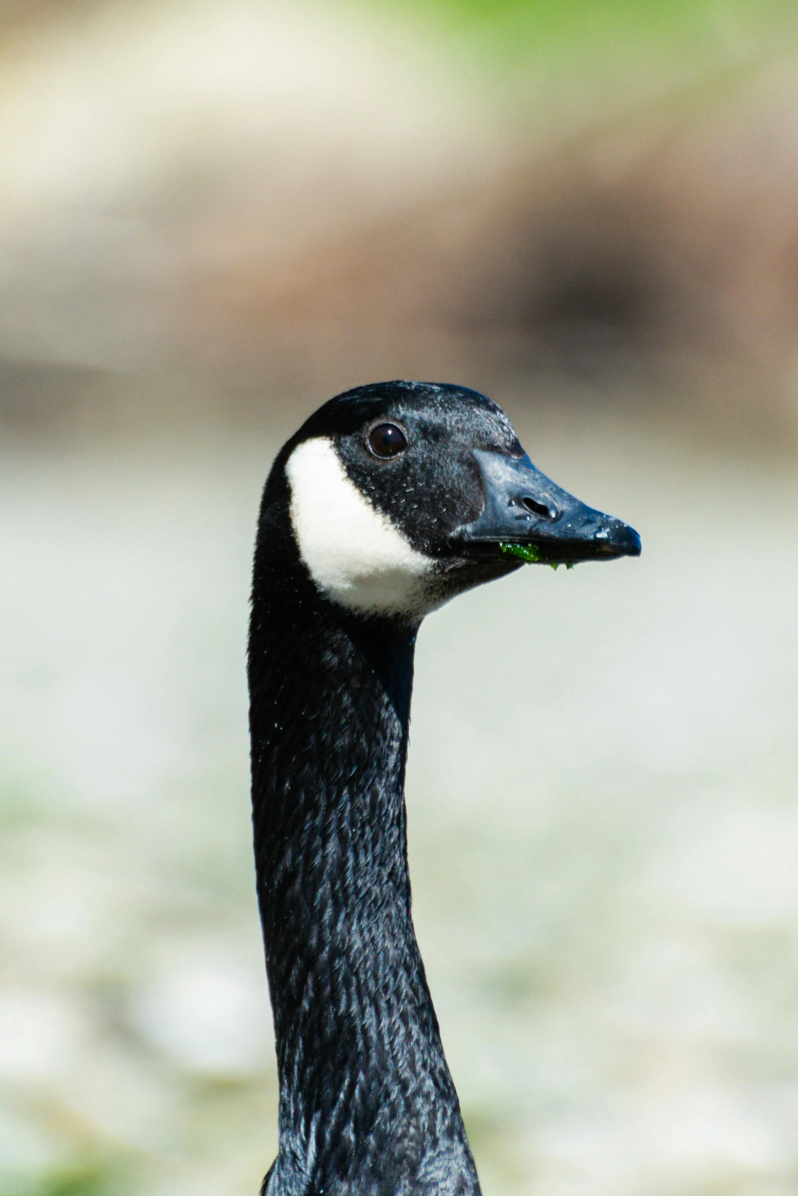 a duck looks at soing, close up of its face