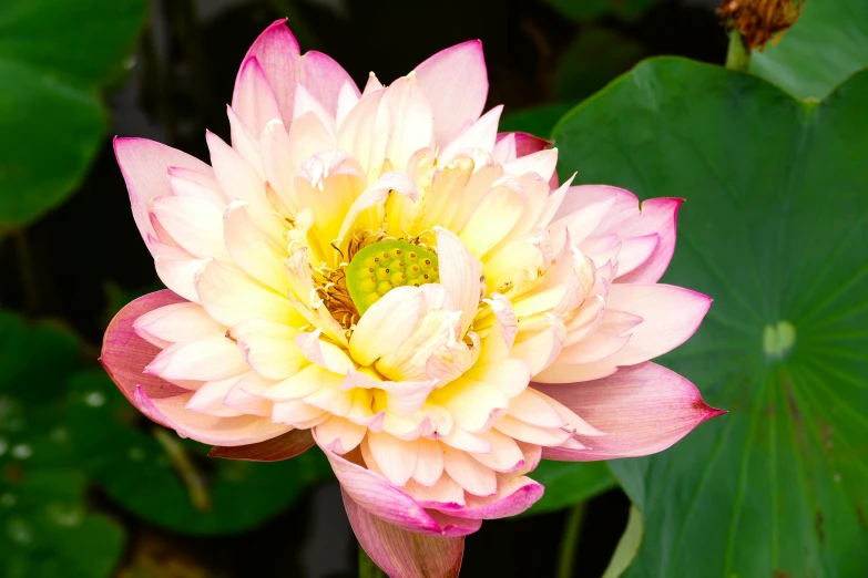 a yellow and pink flower on some leaves