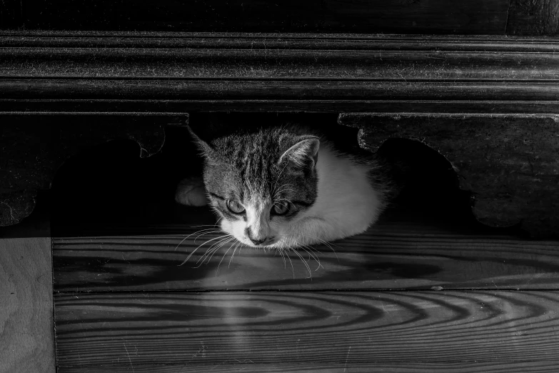 a black and white po of a cat in the dark