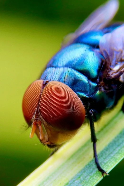 blue - green insect on a long stalk of leaves