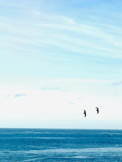 two birds flying above the ocean on a clear day