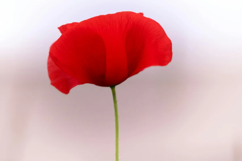 red flower with stem up against white background