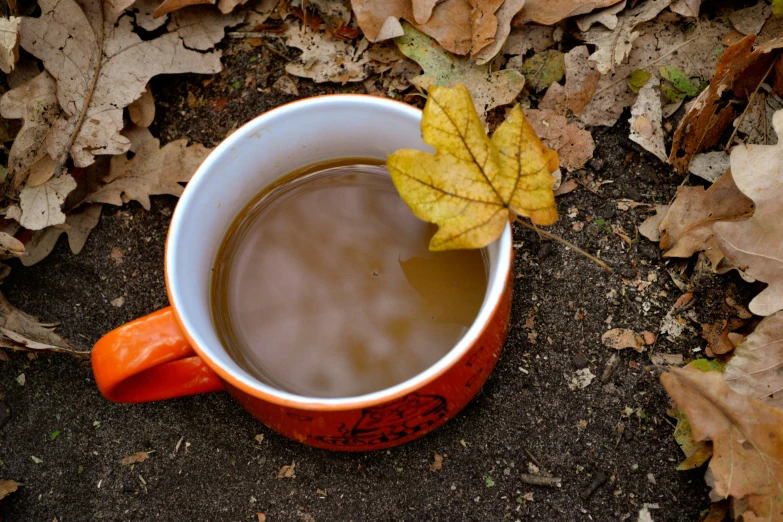 a cup of coffee sitting on the ground next to fallen leaves