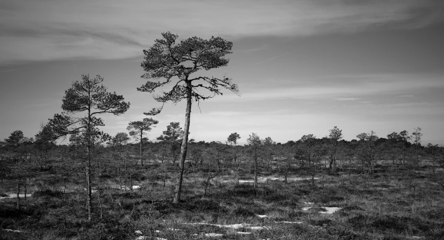 a black and white po of trees in the middle of nowhere