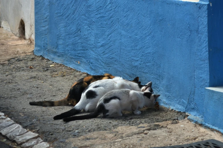 a group of cats sitting on the ground near a building