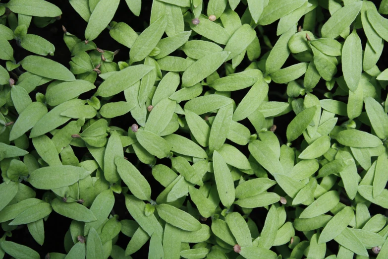 many small leafy plants on a black background