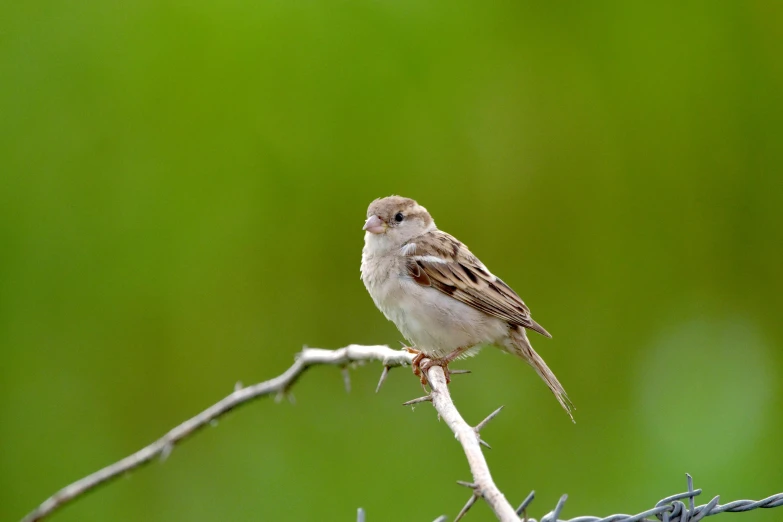 a bird on a nch next to barbed wire