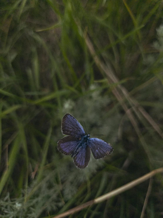 a blue erfly flying by some very green grass