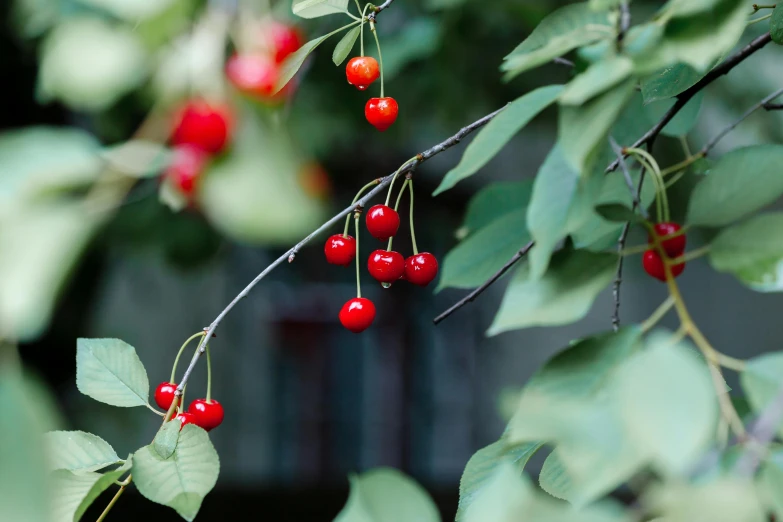 some very pretty red berries on a tree nch