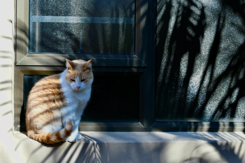 a cat sitting on the window sill staring in the blinds