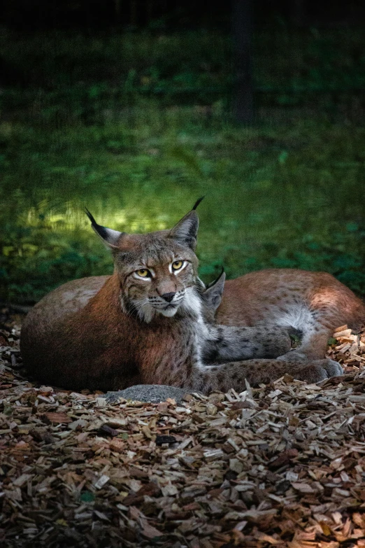 a cat that is laying on some leaves