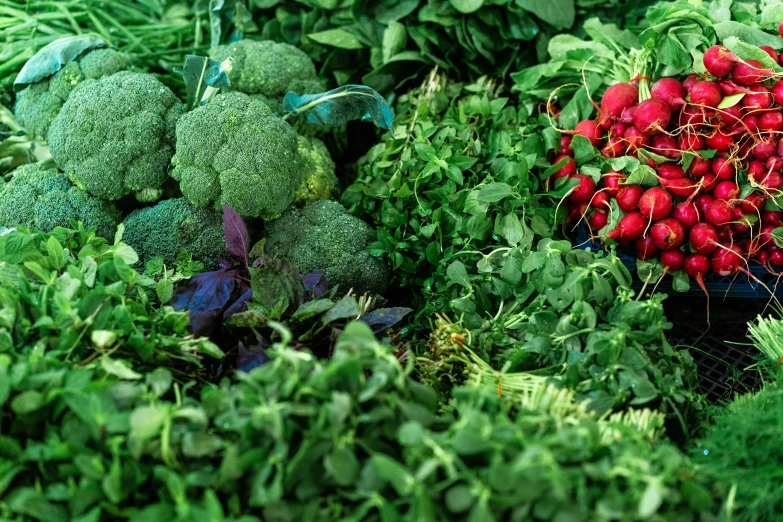 a variety of vegetables being picked from a garden