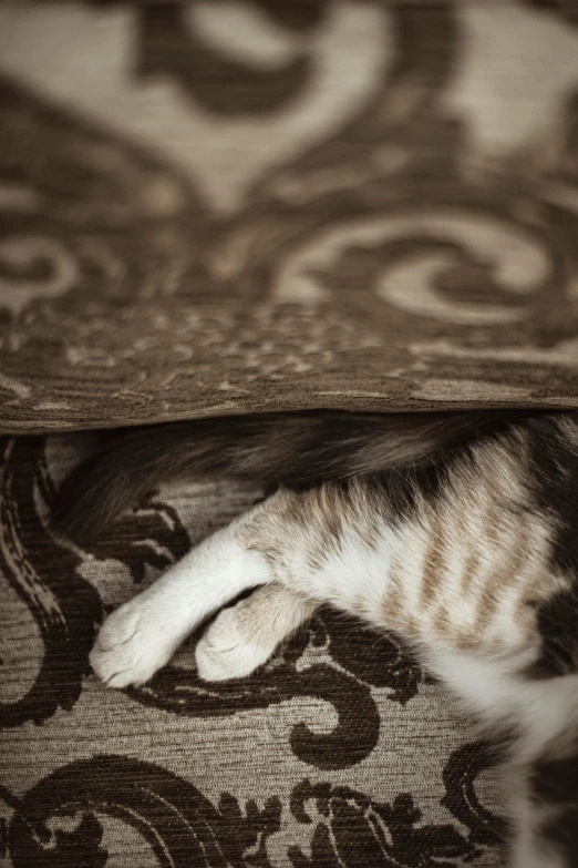 a gray and white cat is curled up on a couch