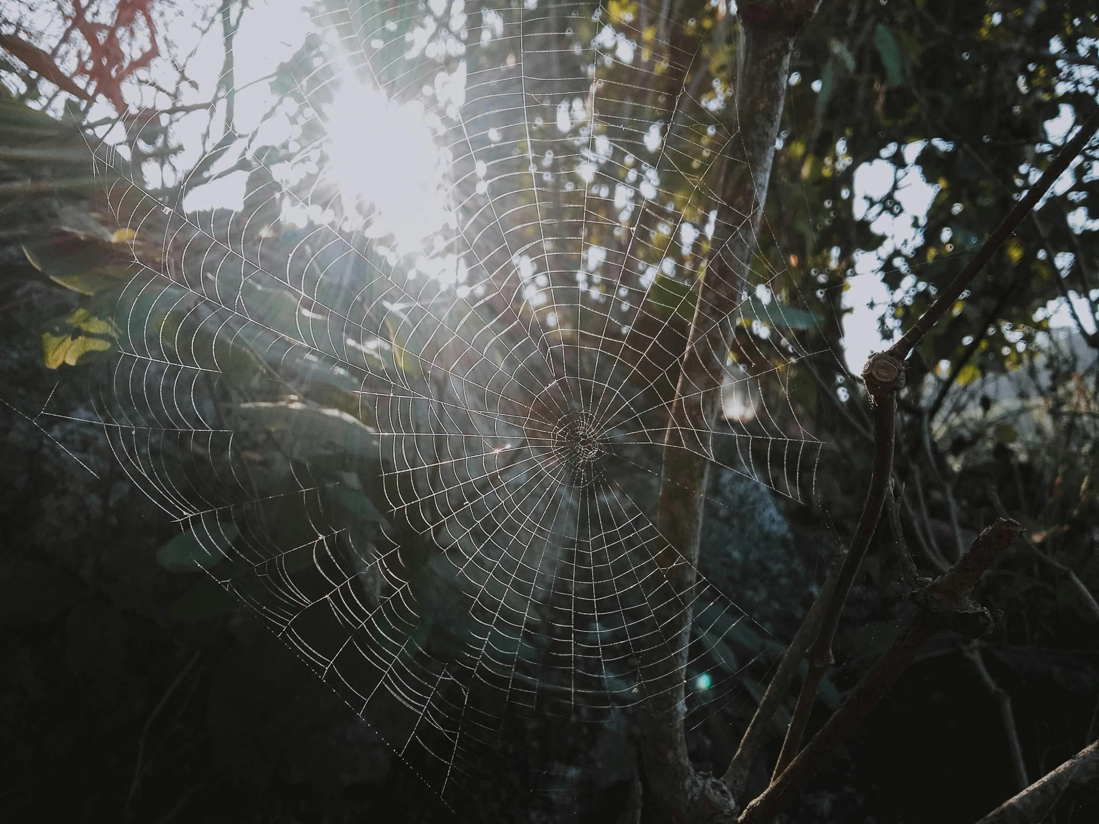 a spider web in front of trees at night