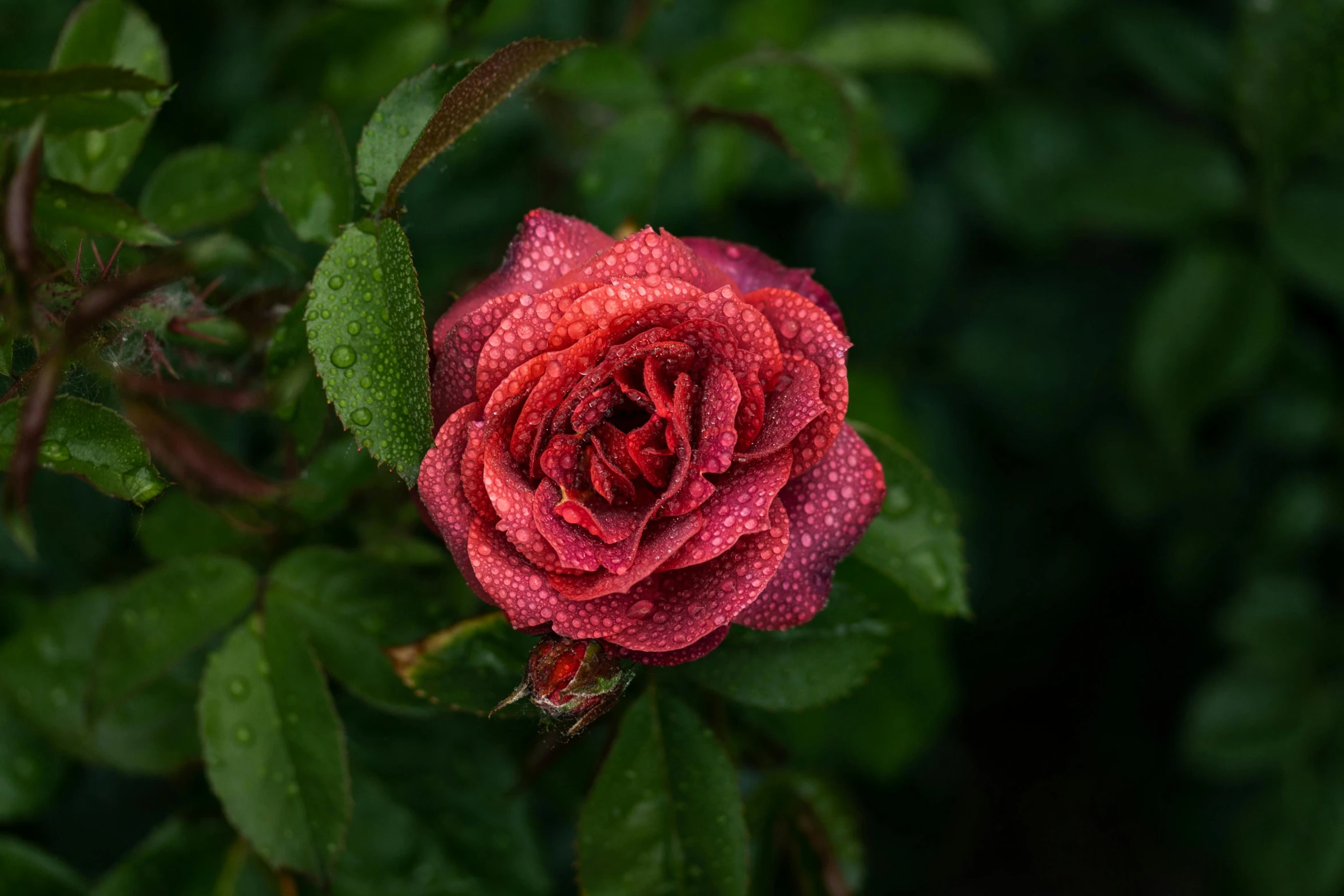 a red rose with water droplets hanging off the petals