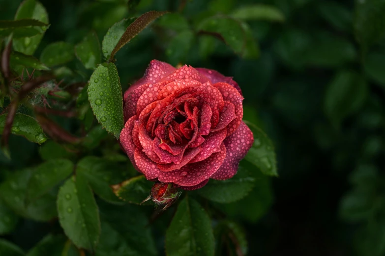 a red rose with water droplets hanging off the petals