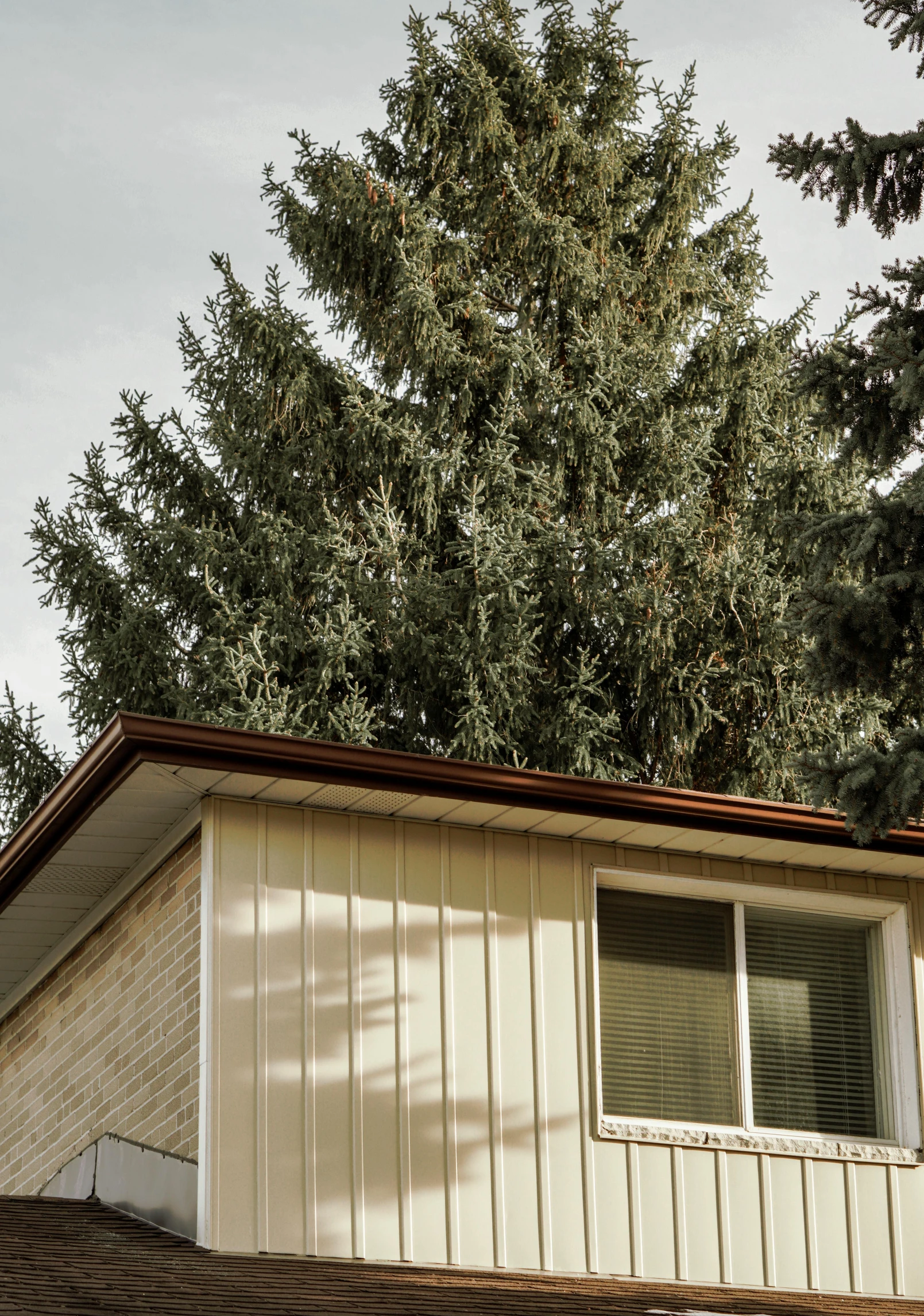 a home that has trees growing out of the roof