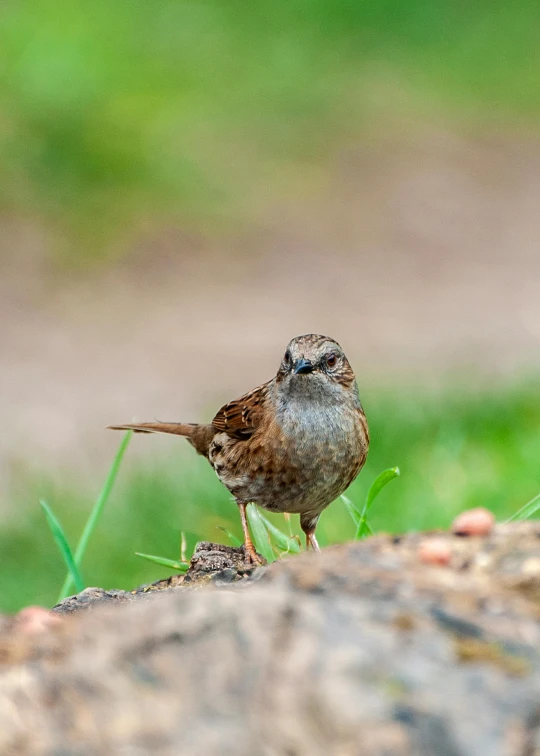 a little bird that is sitting on top of some grass