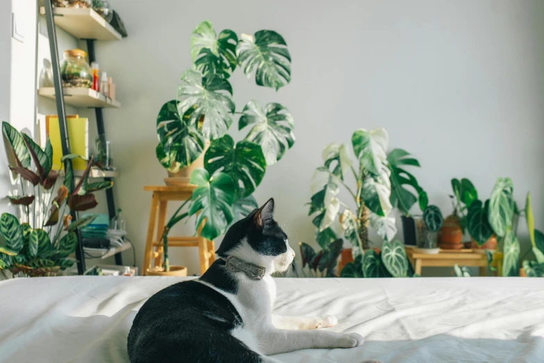 a cat lies on the bed in front of plants