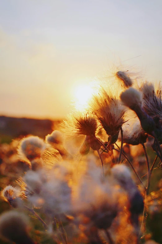 some flowers are blooming in a field during the sun