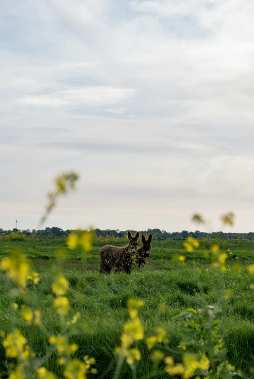 the horse is standing alone in the middle of the field