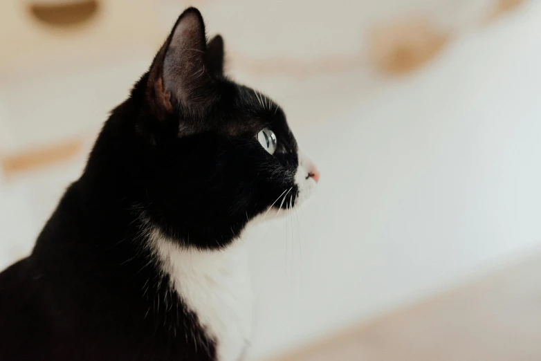 a black and white cat looking to the side