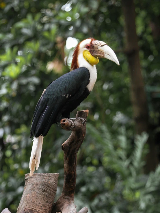 a toucan bird is sitting on a stick