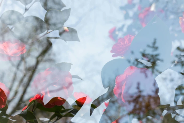 the flowers are reflected in the glass door