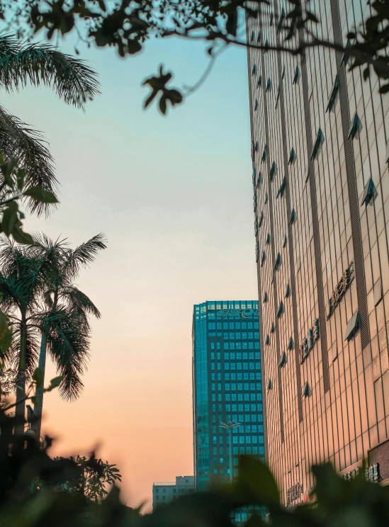 buildings and palm trees near the street sign