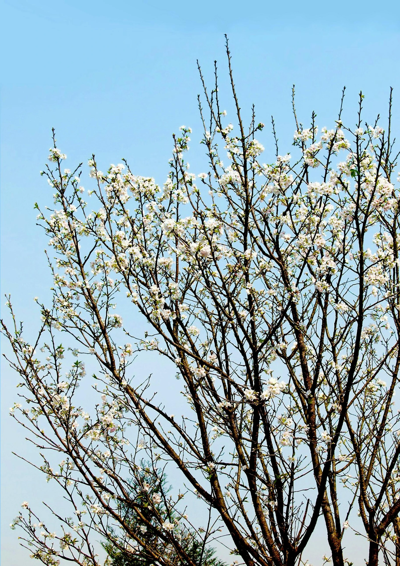 a white bird perched on top of a white tree