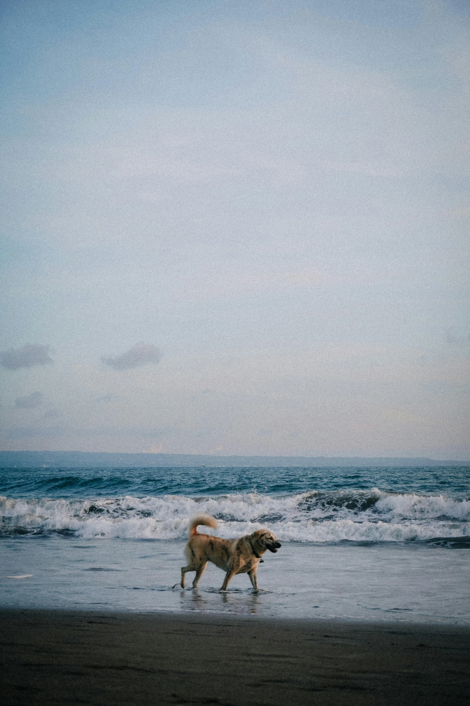 the dog is enjoying playing in the water