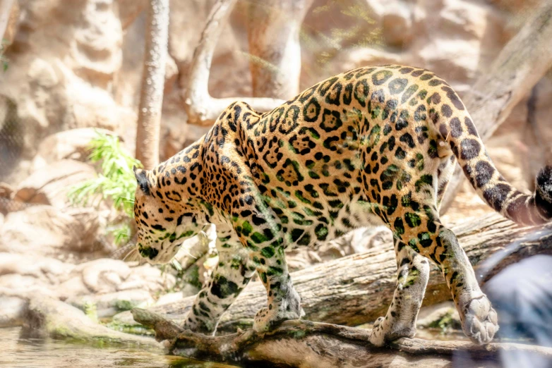 a leopard drinking water out of a stream