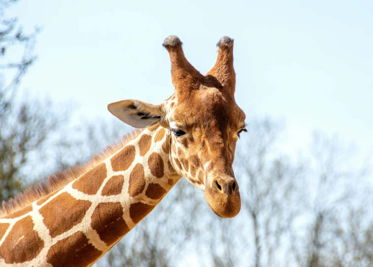 the back of a giraffe looking towards the camera