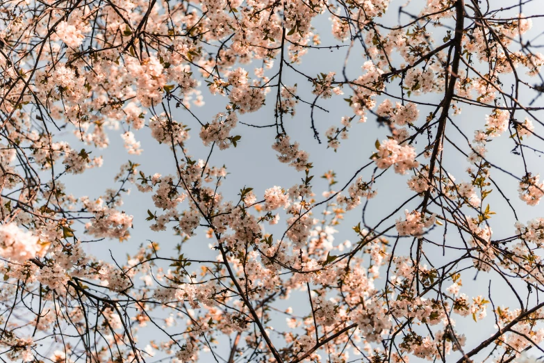 pink flowers on a tree and blue sky in the background