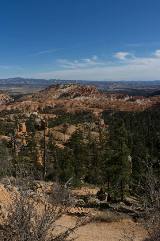 looking down from an overlook at the trees and land