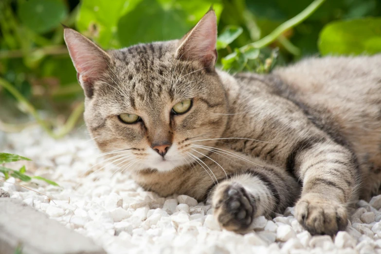 a tabby cat sleeping on the gravel in the sunlight