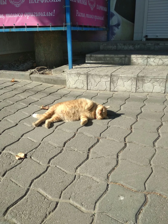 there is a large brown dog laying on the sidewalk