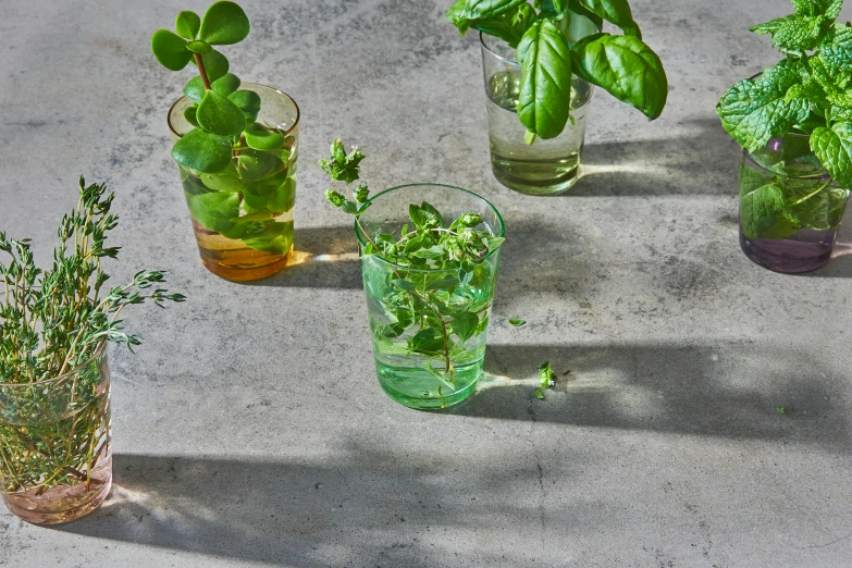 various glasses filled with water and herbs on a concrete floor