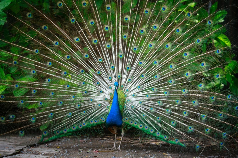 a peacock that is open, showing its feathers