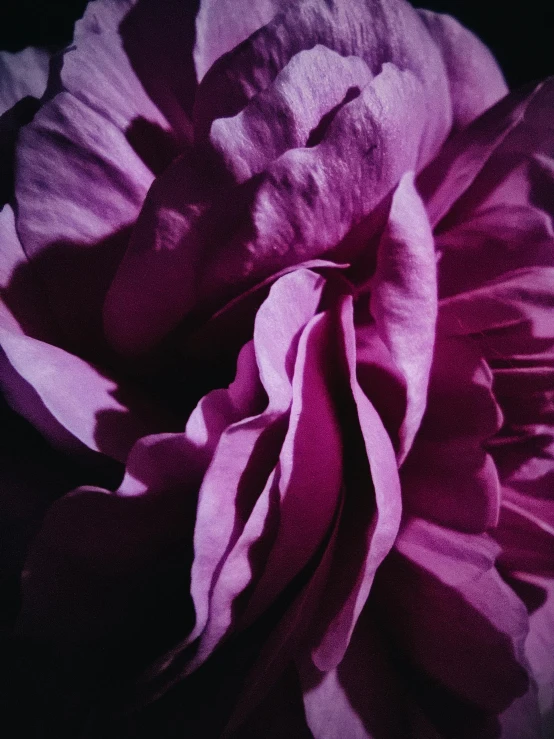 a flower with purple petals on a black background