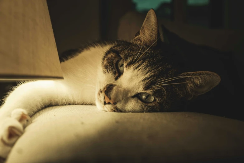 a cat is laying on top of the cushion