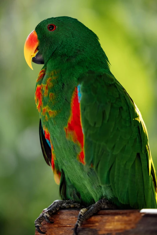 a colorful parrot perched on top of a piece of wood