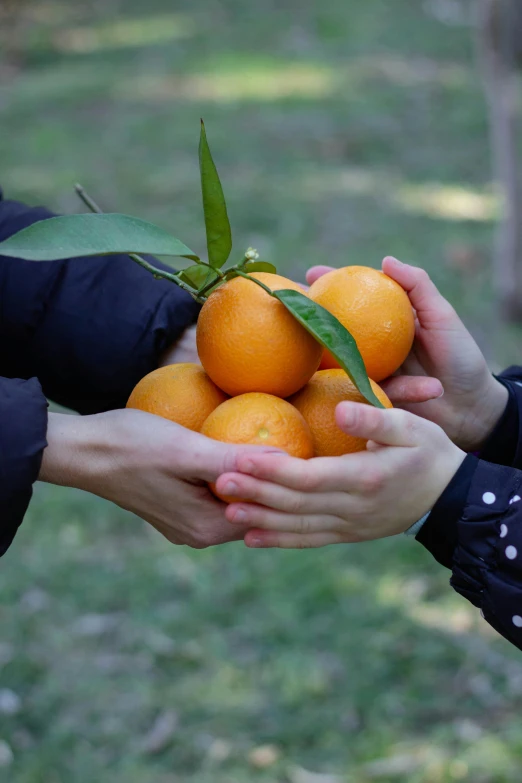 a group of people holding some oranges in their hands