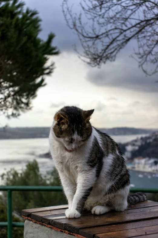 a cat sits on top of a wooden table