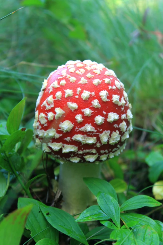 a mushroom with white spots is on a tree limb